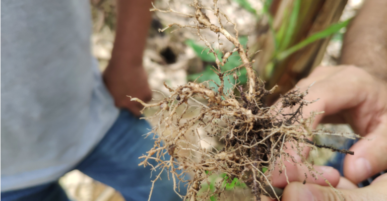 manejo integrado de nematoides na soja