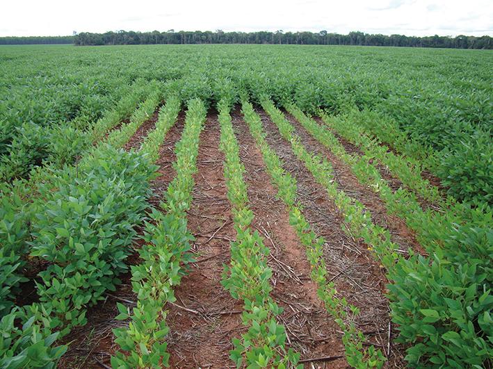 controle de nematóides em plantas