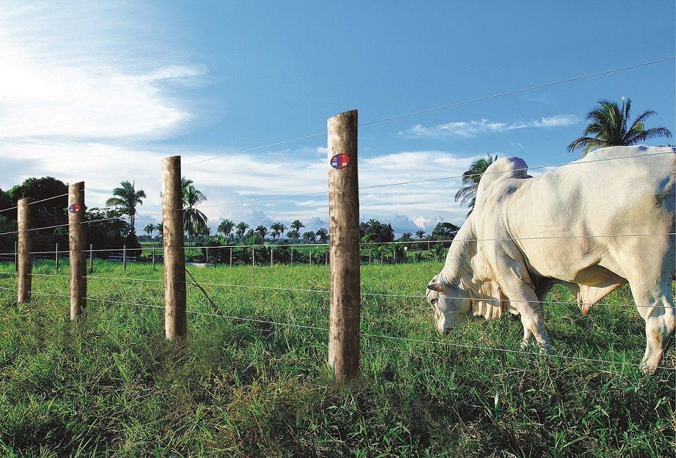 Direitos e Deveres: A Responsabilidade Legal da Manutenção de Cercas Divisórias