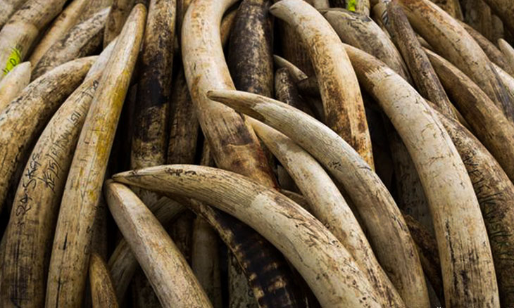 Além da Cor: Outros Usos e Significados do Termo Marfim no Brasil