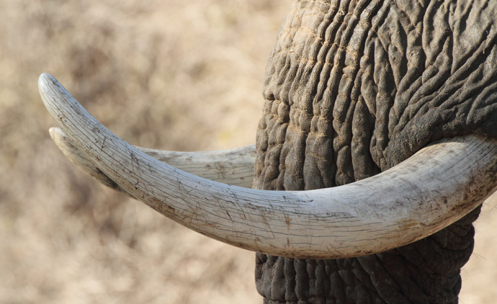 Costa do Marfim: O Gigante do Cacau e Seus Desafios de Comércio