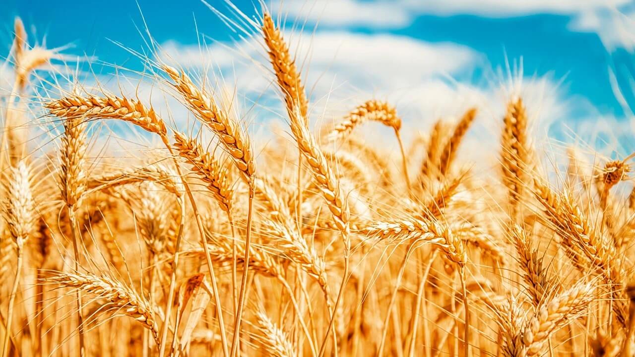 plantio de trigo irrigado Cerrado