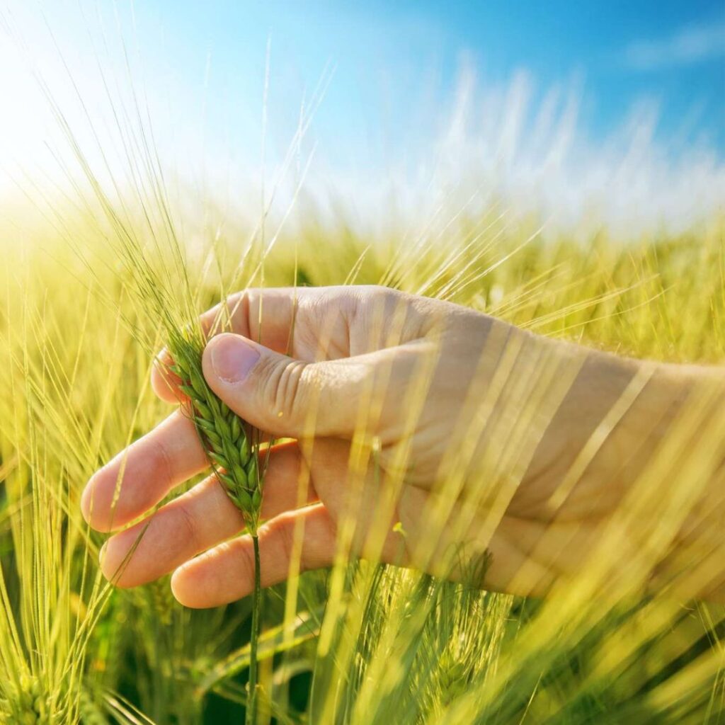 melhor época para plantar trigo no Brasil