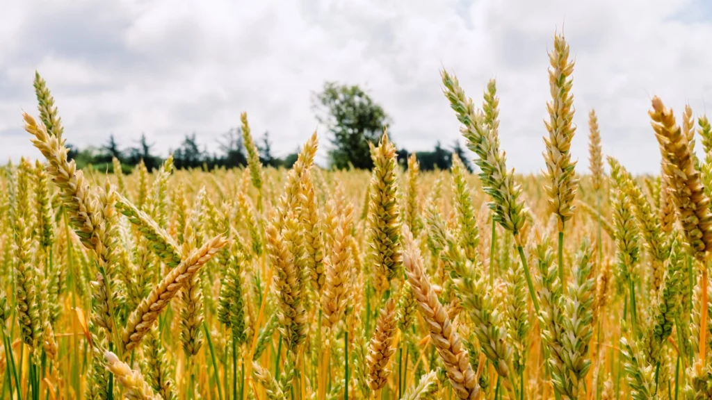 melhor época para plantar trigo
