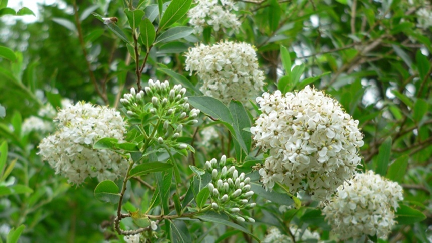melhores flores para produção de mel