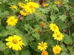 Guia Completo das Floradas de Mel no Brasil