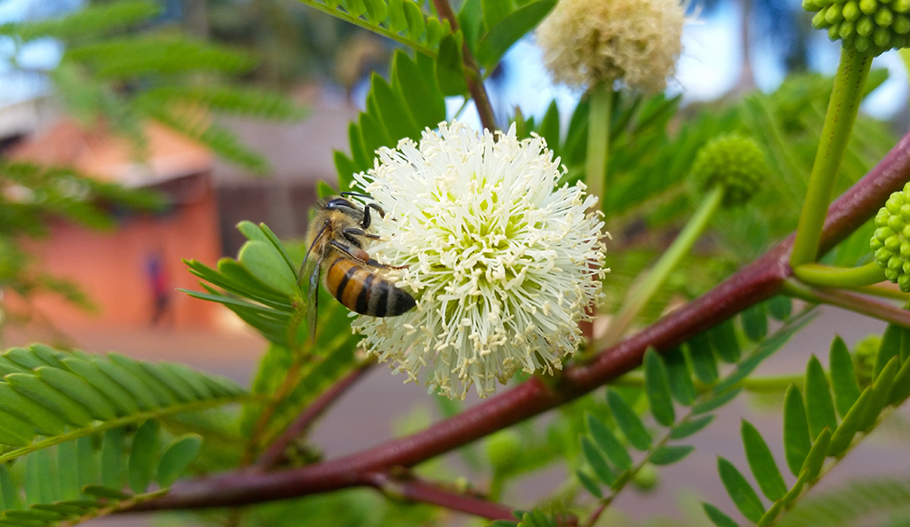 Como Escolher as Melhores Plantas para Abelhas Sem Ferrão