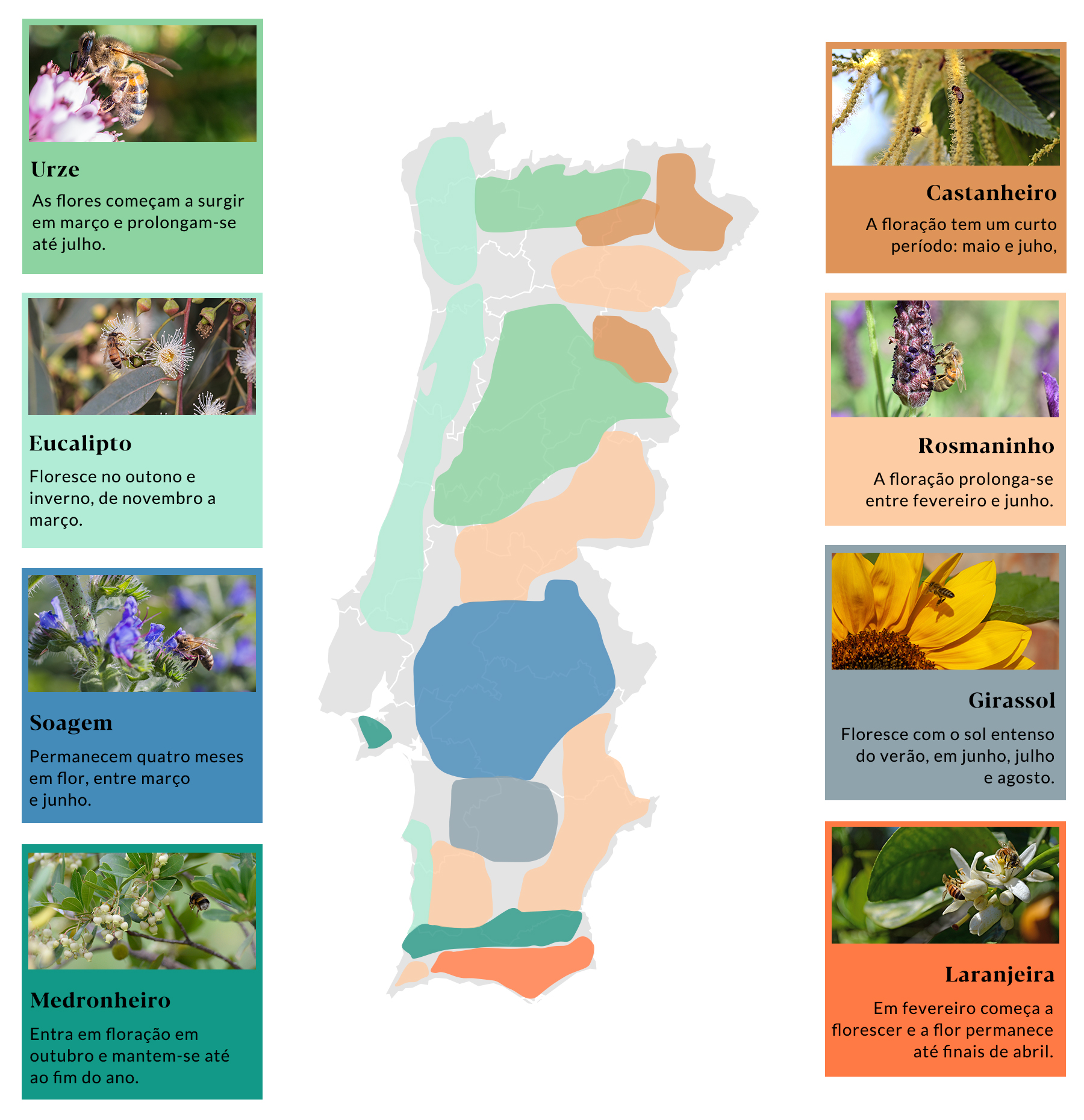 Características e Sabores dos Méis de Laranjeira