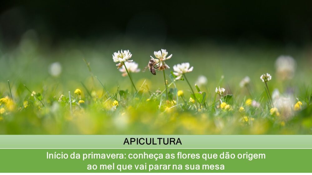 Eucalipto e Assa-peixe