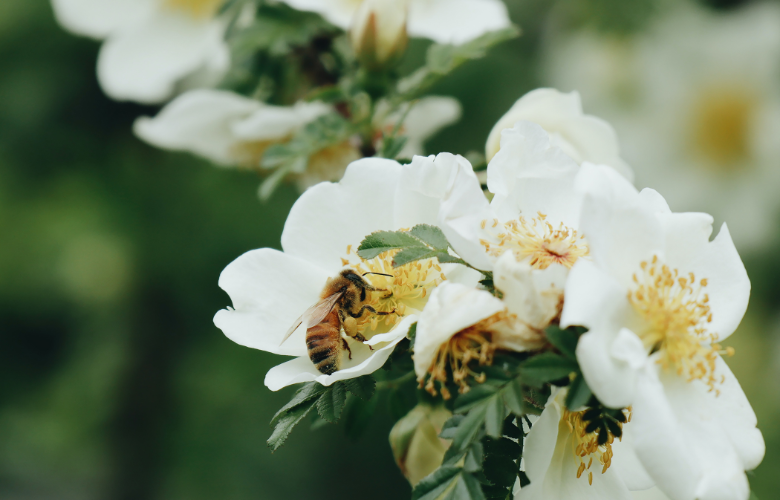Guia Completo das Floradas de Mel no Brasil