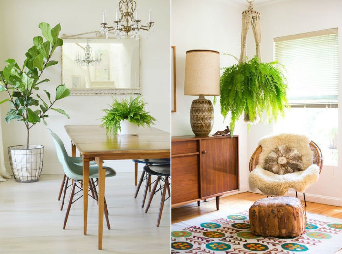 folhagens baratas para decorar apartamento