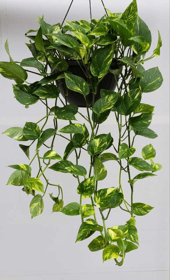 folhagens baratas para decorar apartamento