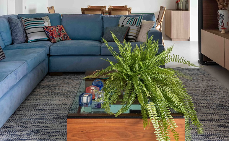 melhores plantas para sala pequena ideias