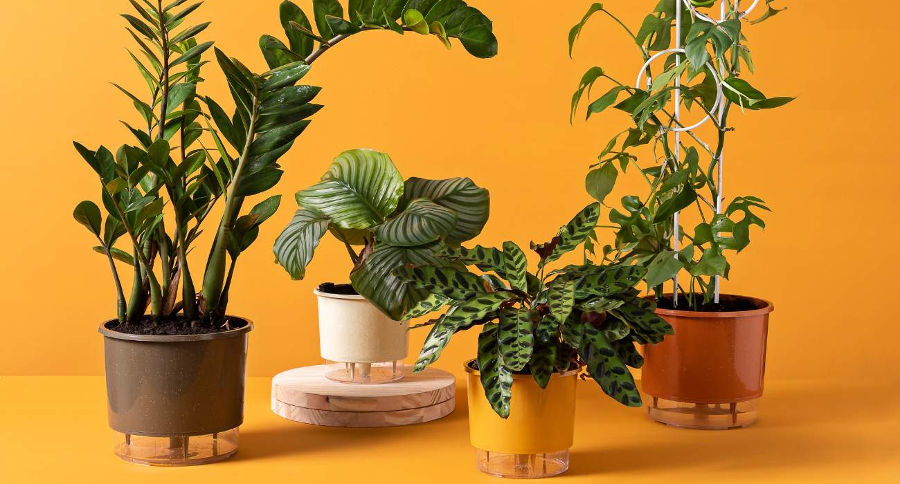 erros ao escolher plantas para sala pequena