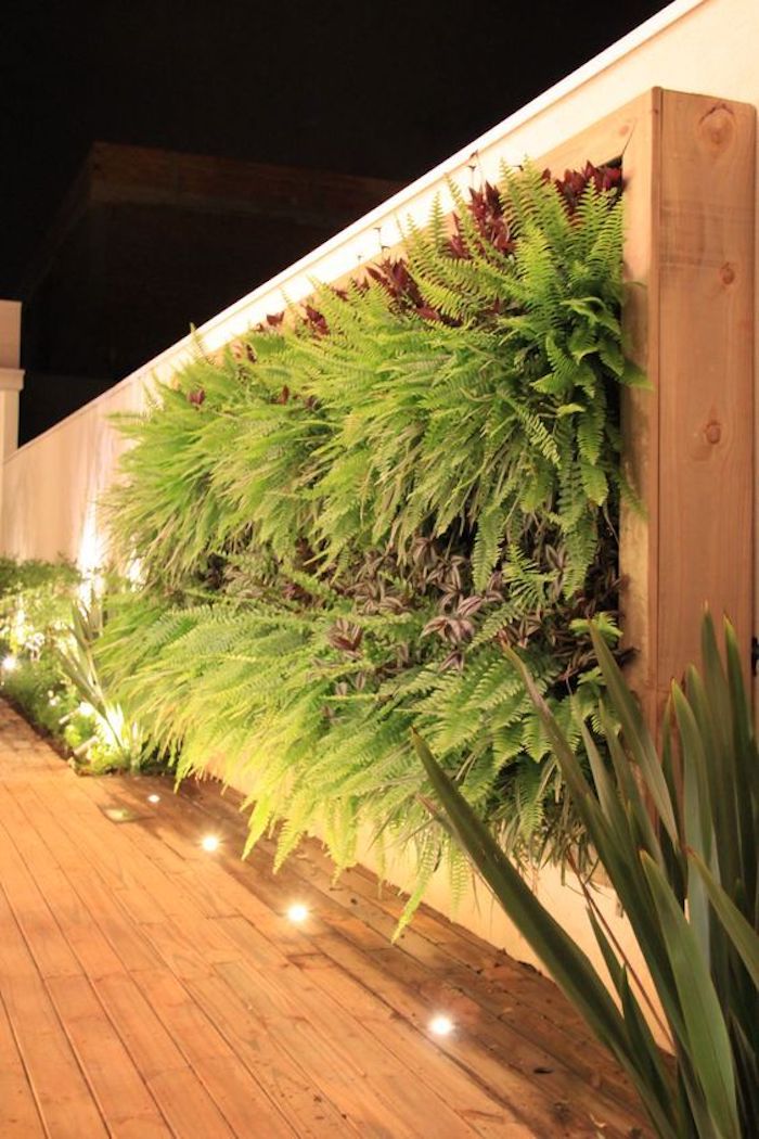 plantas que cobrem muros rapidamente