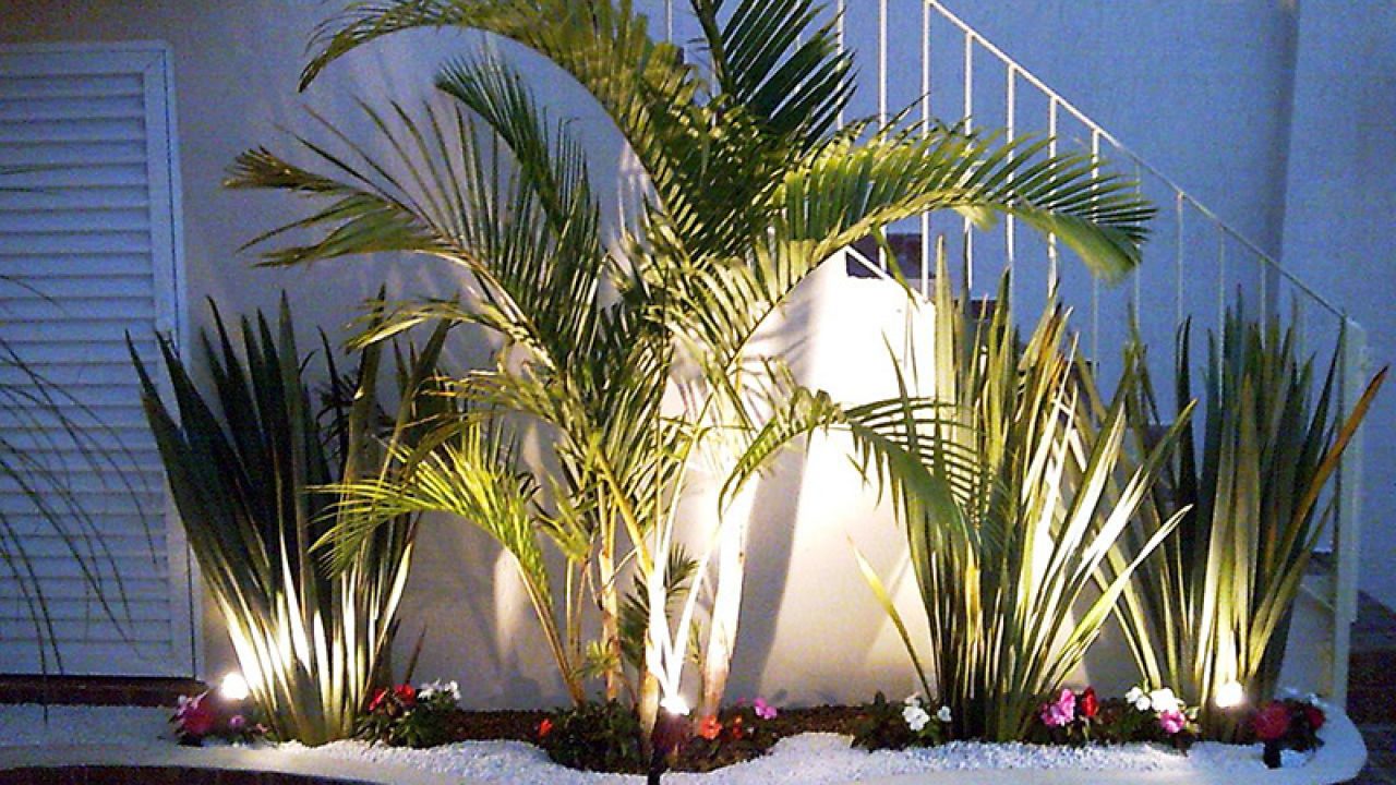 plantas resistentes para muros