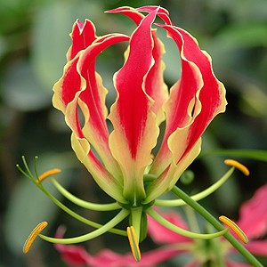 Jardins Botânicos: Onde Encontrar as Flores Mais Raras do Planeta