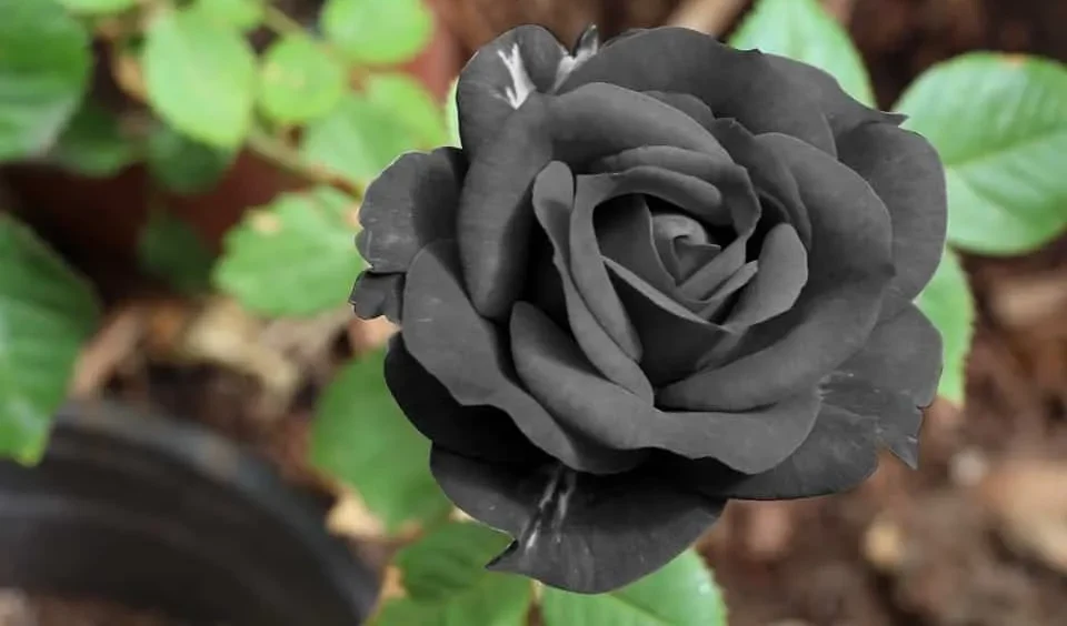 As Flores Mais Caras do Mundo: Além da Kadupul