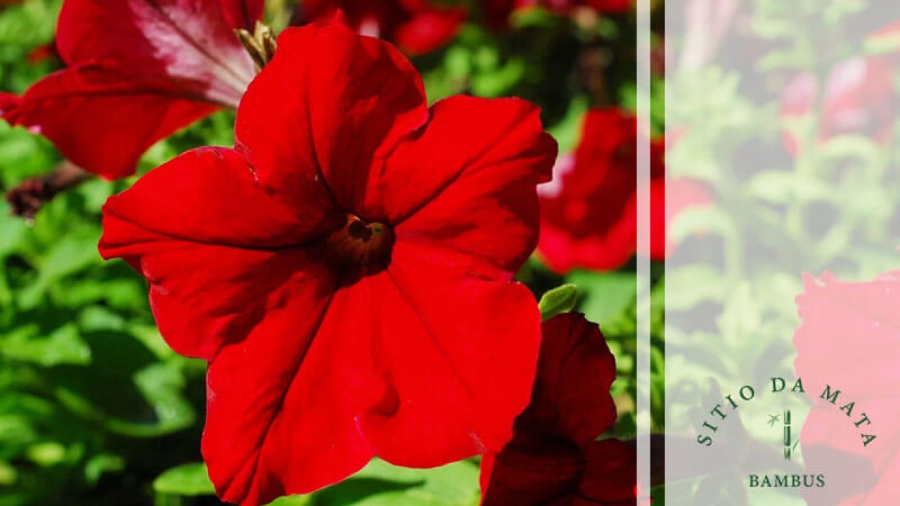 A Importância da Conservação para Espécies de Flores Ameaçadas