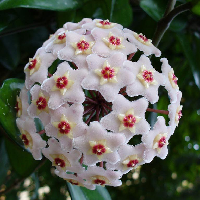 nome de flores raras