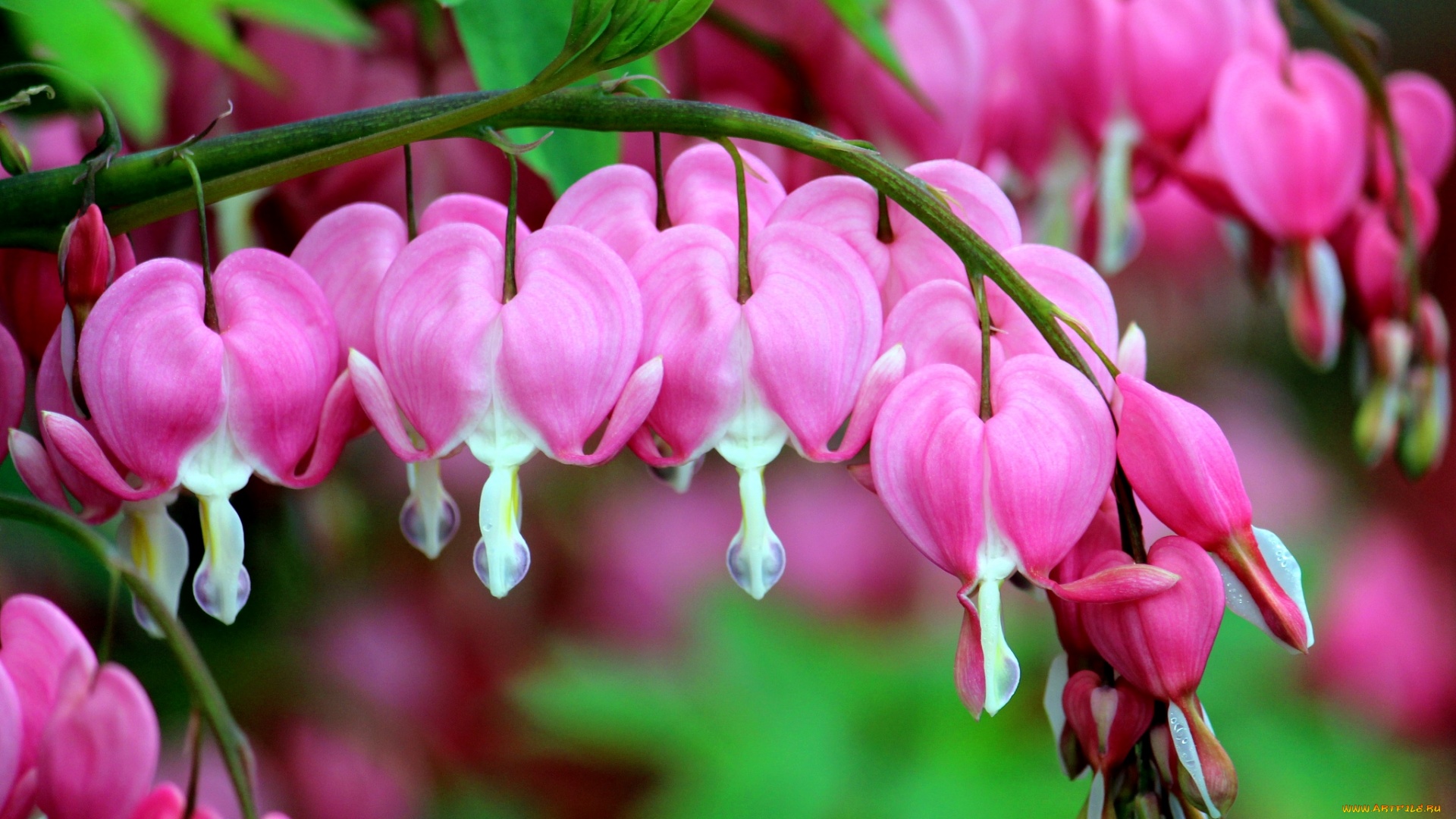 Desvendando os Mistérios das Flores Noturnas e de Curta Duração