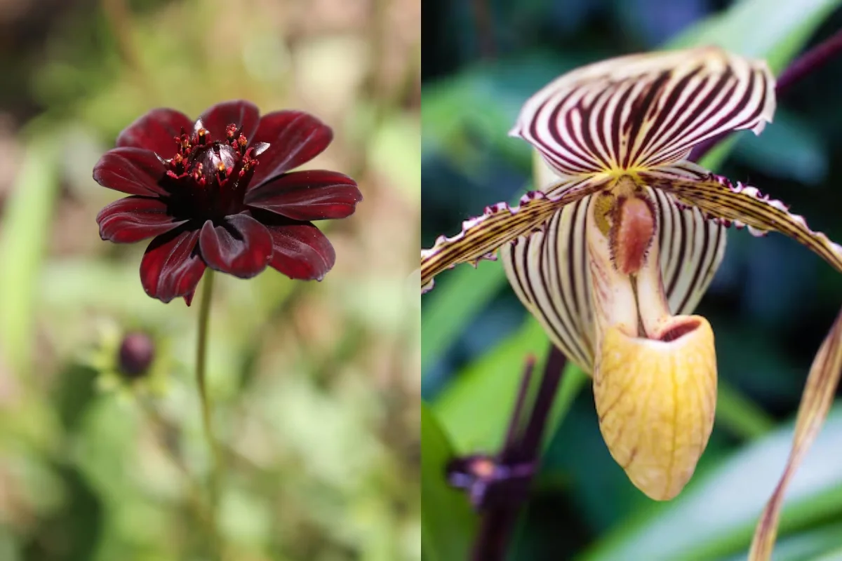 Jardins Botânicos: Onde Encontrar as Flores Mais Raras do Planeta