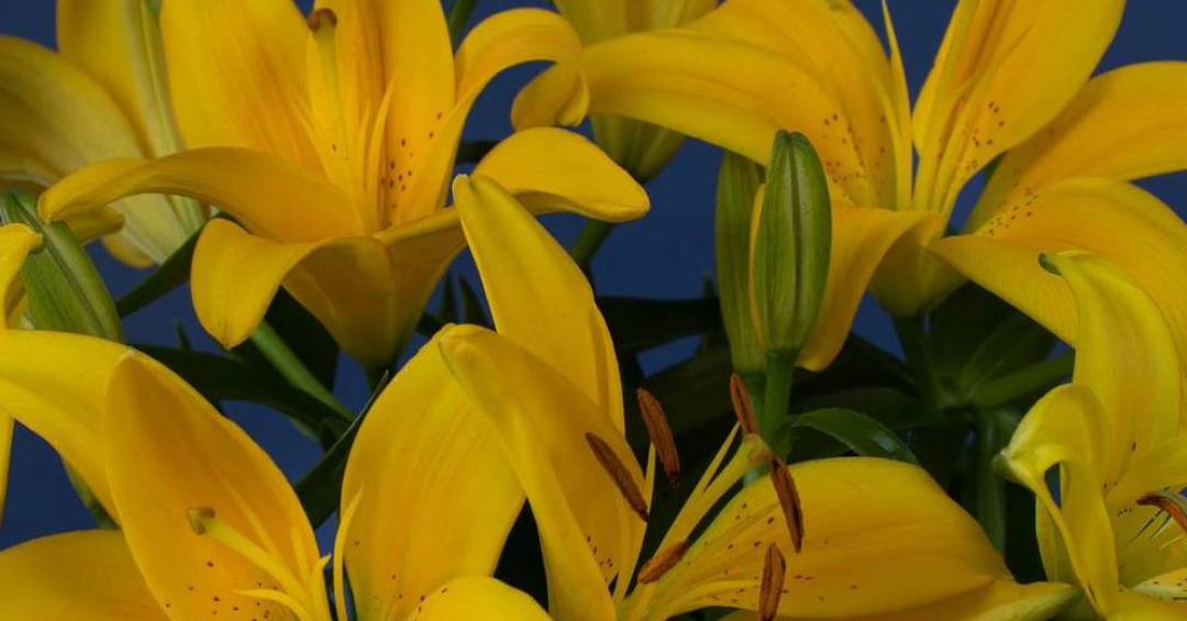 A Importância da Conservação para Espécies de Flores Ameaçadas