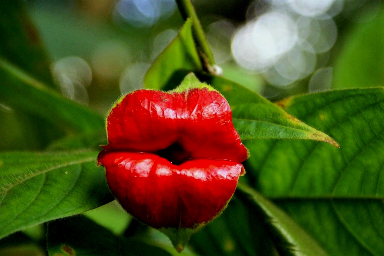 nome de flores raras