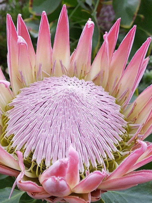 Como Cultivar Orquídeas Raras em Casa: Dicas Essenciais