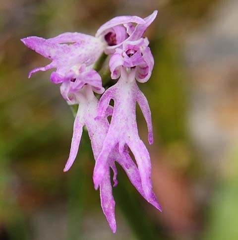 As Flores Mais Caras do Mundo: Além da Kadupul