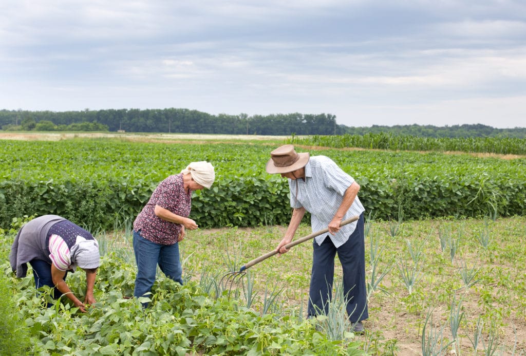 A Contribuição da Agricultura Familiar para o PIB Brasileiro e a Economia Local
