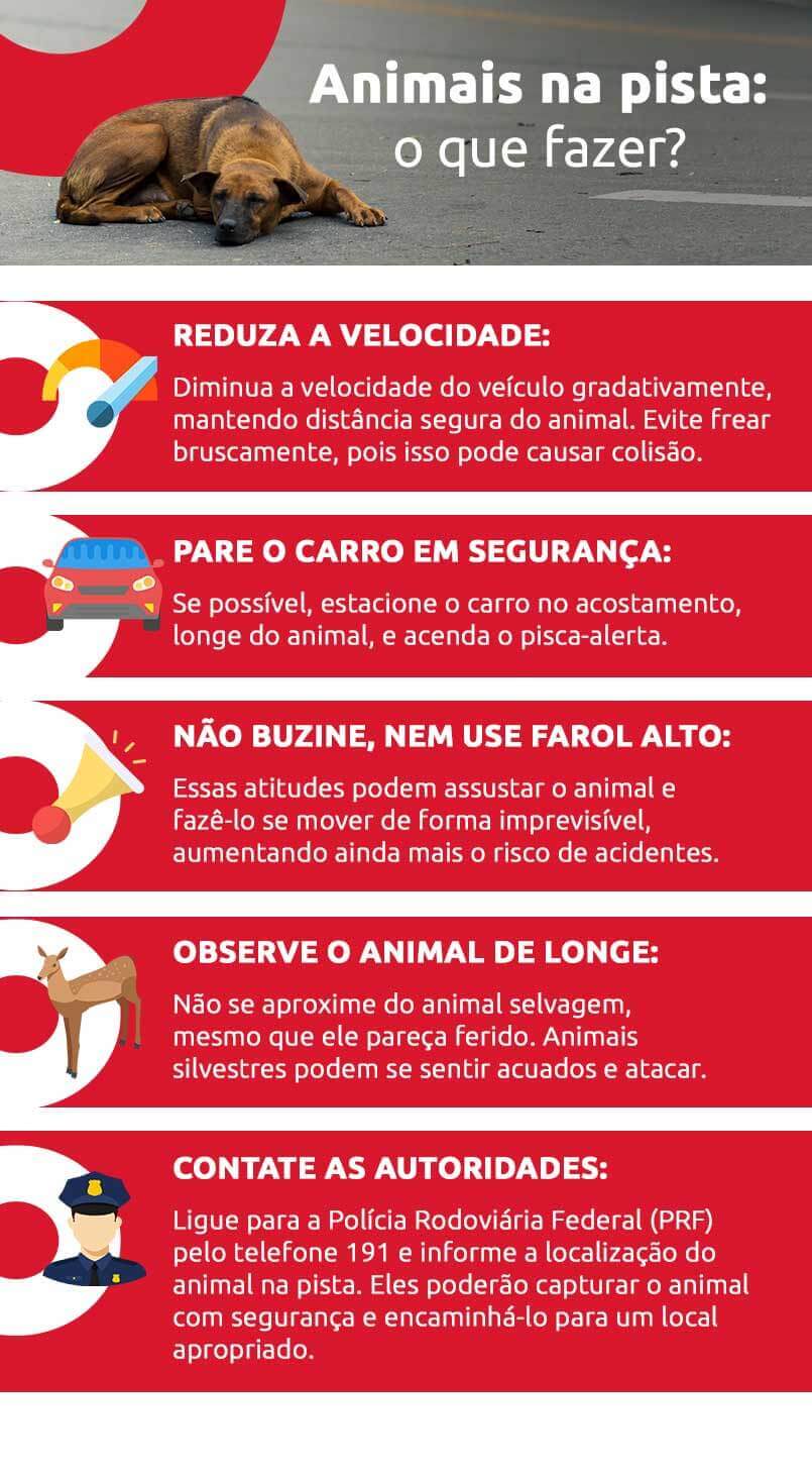 o que fazer se um animal cruzar a pista