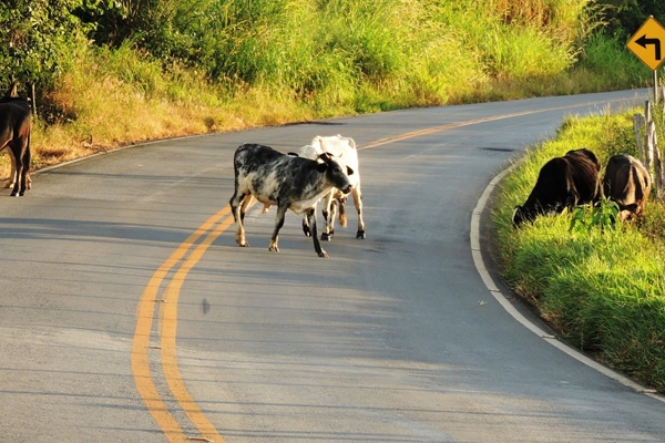 Animais silvestres vs. domésticos: Diferenças na abordagem em rodovias