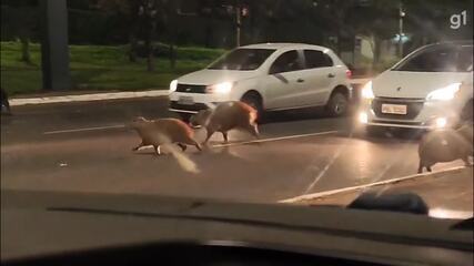 Omissão de socorro a animais: Entenda as consequências legais