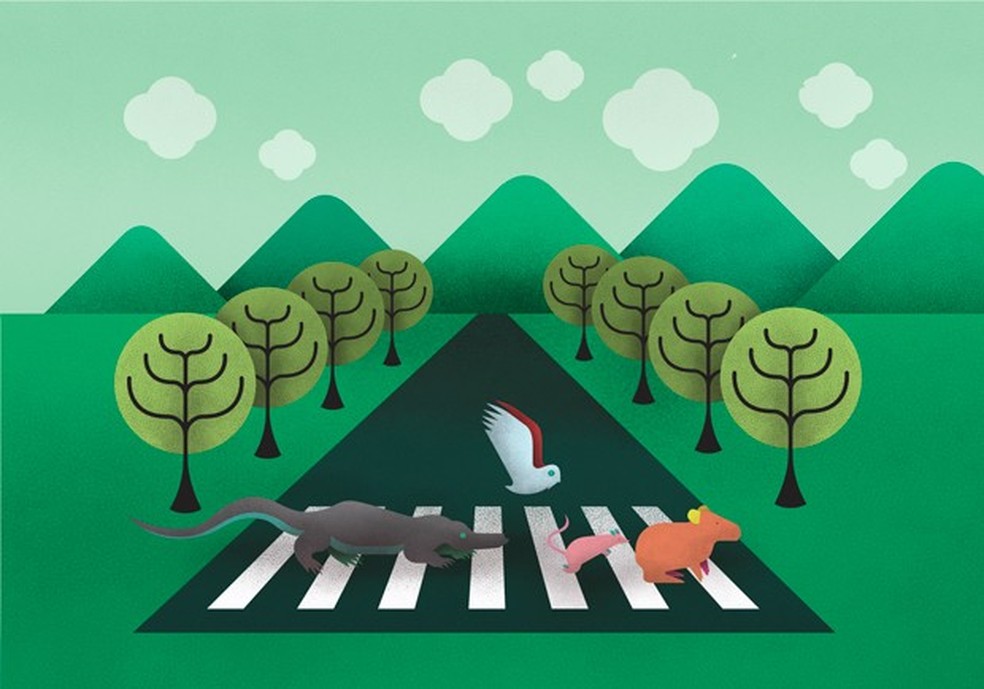 o que fazer se um animal cruzar a pista