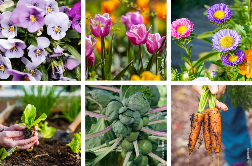 Benefícios das plantas para a saúde mental