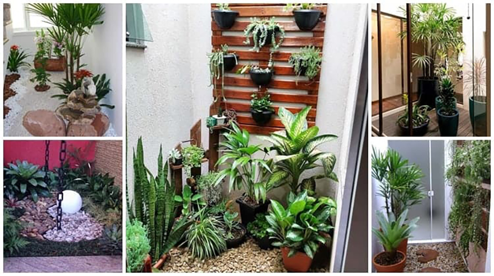 Decoração com plantas: tendências para 2024
