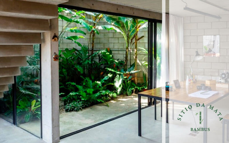 Guia completo de adubação para plantas de interior