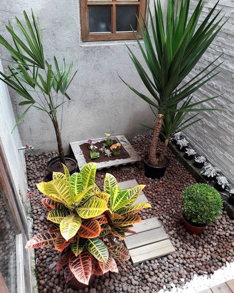 5 plantas fáceis de cuidar para iniciantes