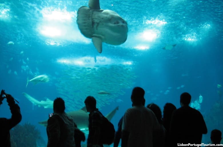 A História por Trás da Arquitetura do Oceanário de Lisboa: Um Legado da Expo'98