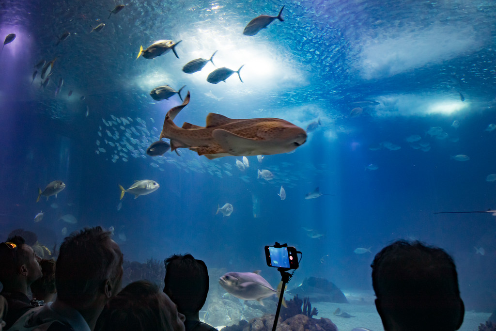Horários e Atrações Imperdíveis no Oceanário de Lisboa