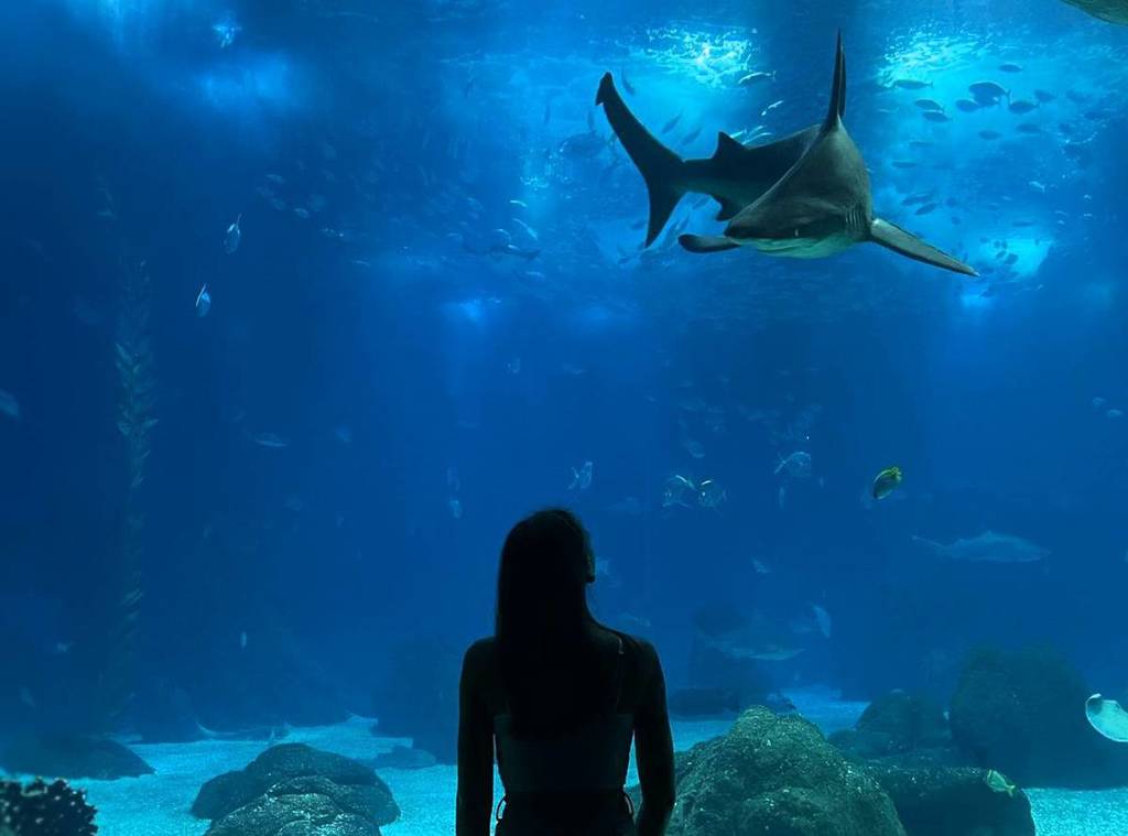 Descobrindo a Biodiversidade: Os Animais Mais Fascinantes do Oceanário de Lisboa