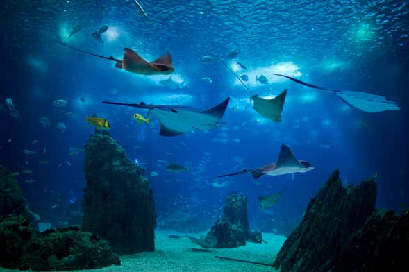 Planeje Sua Visita: Ingressos