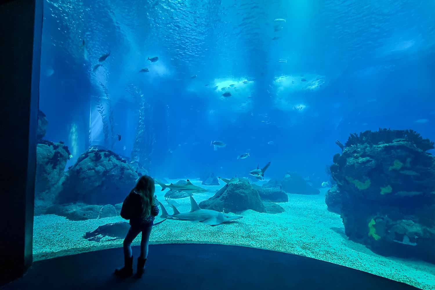 oceanario lisboa portugal fotos