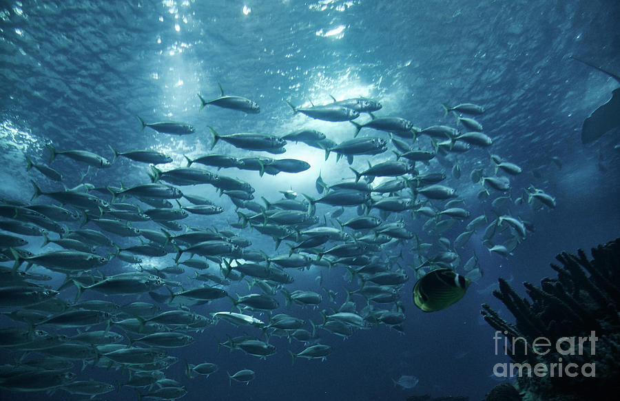 Guia Completo: Como Chegar ao Oceanário de Lisboa e Otimizar Sua Visita