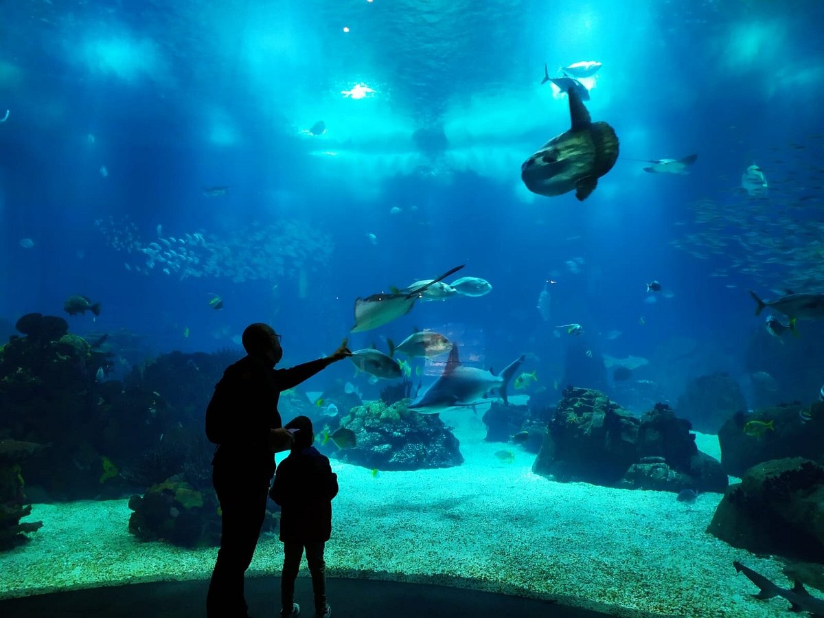 Descobrindo a Biodiversidade: Os Animais Mais Fascinantes do Oceanário de Lisboa