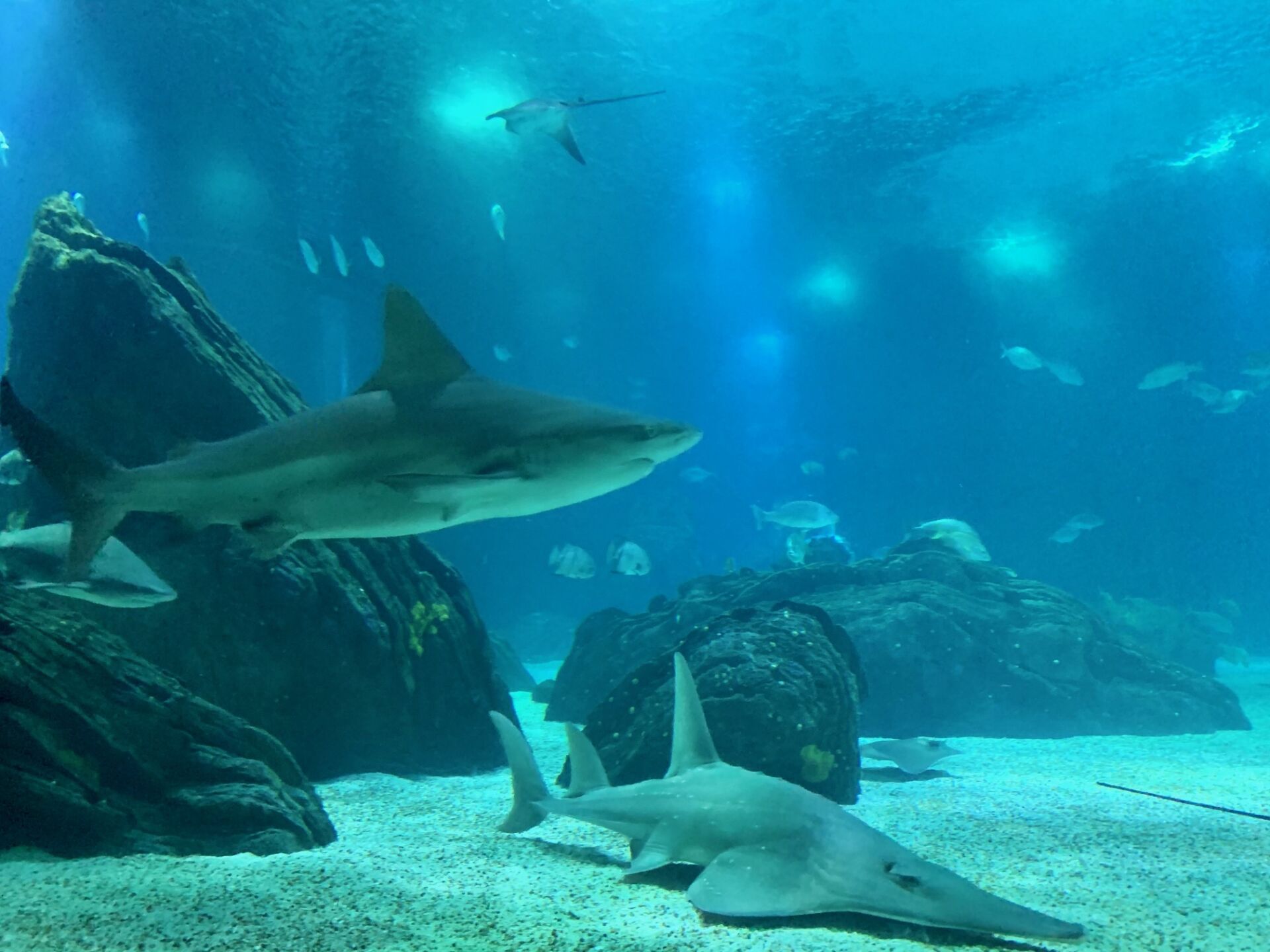 Os Melhores Momentos para Fotografar no Oceanário de Lisboa: Dicas e Pontos Chave