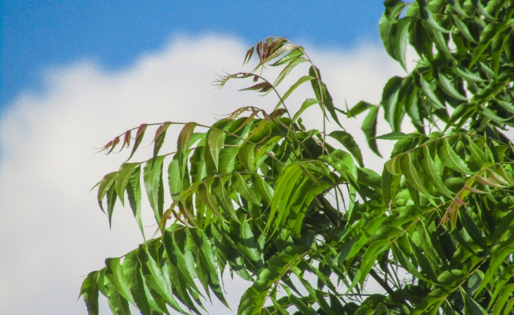 óleo de neem como usar nas plantas