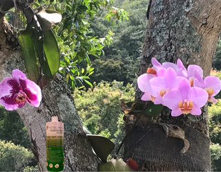 Óleo de Neem: Guia Completo para o Controle de Pragas Orgânico