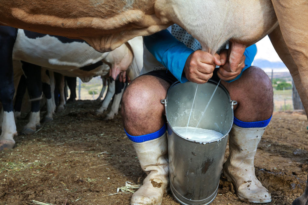 ordenha mecânica ou manual